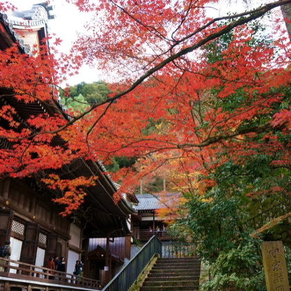 日本东京+富士山+名古屋+京都8日7晚跟团游 日本东京+富士山+名古屋+京都8日7晚跟团游