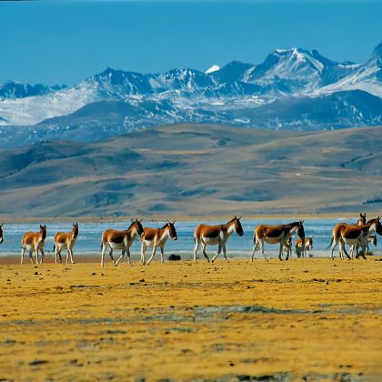 西藏阿里+羊卓雍错+珠峰大本营+冈仁波齐+纳木措景区12日11晚跟团游 西藏阿里+羊卓雍错+珠峰大本营+冈仁波齐+纳木措景区12日11晚跟团游