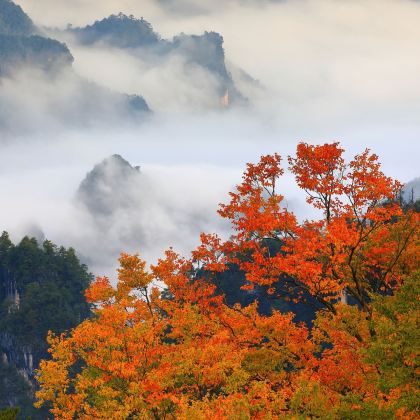 成都+光雾山旅游景区+阆中古城+成都大熊猫繁育研究基地+三星堆博物馆6日5晚私家团 成都+光雾山旅游景区+阆中古城+成都大熊猫繁育研究基地+三星堆博物馆6日5晚私家团
