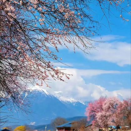 西藏拉萨+布达拉宫+林芝+巴松措+羊卓雍错9日6晚跟团游 西藏拉萨+布达拉宫+林芝+巴松措+羊卓雍错9日6晚跟团游