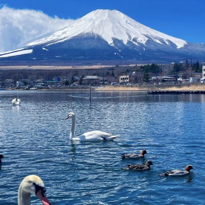 日本东京+富士山+伊豆+箱根+镰仓市6日5晚私家团 日本东京+富士山+伊豆+箱根+镰仓市6日5晚私家团