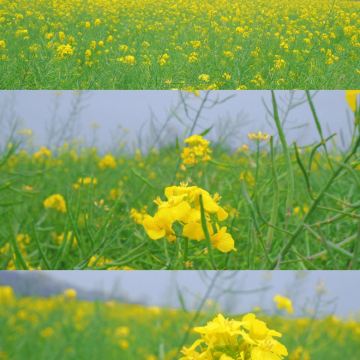 福州+莆田+湄洲岛5日4晚私家团 福州+莆田+湄洲岛5日4晚私家团