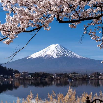 日本东京+西伊豆町+东伊豆町+箱根+横滨8日7晚拼小团 日本东京+西伊豆町+东伊豆町+箱根+横滨8日7晚拼小团