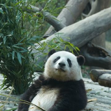 成都+青城山+都江堰+三星堆博物馆3日2晚私家团 成都+青城山+都江堰+三星堆博物馆3日2晚私家团