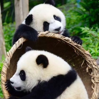 成都+九寨沟+都江堰+峨眉山+乐山大佛+三星堆博物馆+成都大熊猫繁育研究基地+黄龙风景名胜区7日6晚私家团 成都+九寨沟+都江堰+峨眉山+乐山大佛+三星堆博物馆+成都大熊猫繁育研究基地+黄龙风景名胜区7日6晚私家团