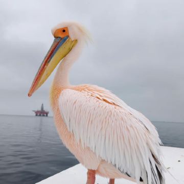 纳米比亚+死亡谷+鲸湾海滨+埃托沙国家公园+辛巴红泥人部落10日私家团 纳米比亚+死亡谷+鲸湾海滨+埃托沙国家公园+辛巴红泥人部落10日私家团