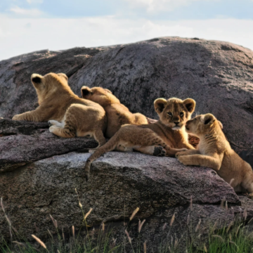 肯尼亚+坦桑尼亚13日12晚私家团 肯尼亚+坦桑尼亚13日12晚私家团