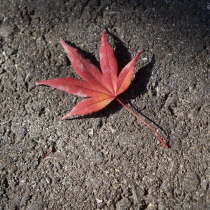 日本东京+富士山+京都+大阪7日6晚拼小团 日本东京+富士山+京都+大阪7日6晚拼小团