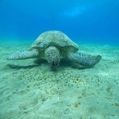 埃及锡瓦+马特鲁港+苏伊士+亚历山大+卢克索+开罗+Qesm Marsa Alam13日12晚私家团 埃及锡瓦+马特鲁港+苏伊士+亚历山大+卢克索+开罗+Qesm Marsa Alam13日12晚私家团
