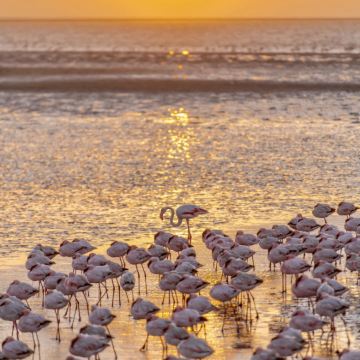 纳米比亚+鲸湾海滨+埃托沙国家公园+纳米布沙漠+辛巴红泥人部落8日7晚私家团 纳米比亚+鲸湾海滨+埃托沙国家公园+纳米布沙漠+辛巴红泥人部落8日7晚私家团