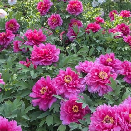 洛阳+开封+少林寺3日2晚私家团 洛阳+开封+少林寺3日2晚私家团