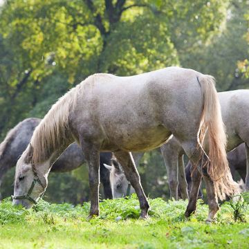 克罗地亚+斯洛文尼亚6日5晚私家团 克罗地亚+斯洛文尼亚6日5晚私家团