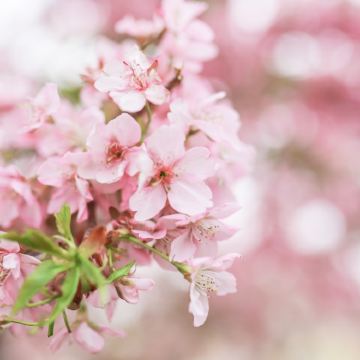 贵州贵阳+黄果树+梵净山+西江千户苗寨+织金洞+荔波9日8晚私家团 贵州贵阳+黄果树+梵净山+西江千户苗寨+织金洞+荔波9日8晚私家团