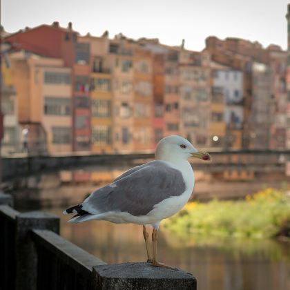 西班牙8日6晚私家团 西班牙8日6晚私家团