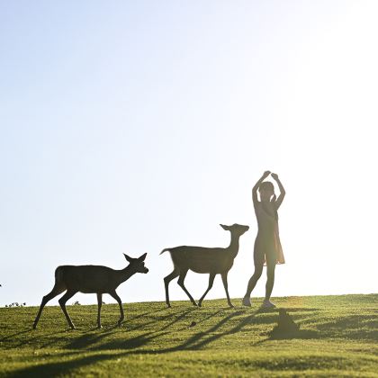 日本大阪+京都+伊豆+东京7日6晚私家团 日本大阪+京都+伊豆+东京7日6晚私家团