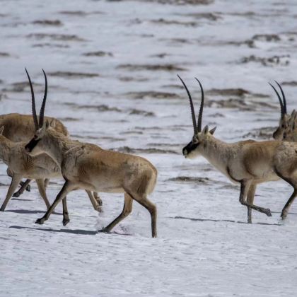 中国青海曲麻莱可可西里国家级自然保护区索南达杰保护站西部2日跟团游