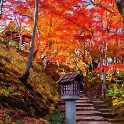 日本东京+富士河口湖町+日本乐高乐园+京都+大阪8日7晚拼小团 日本东京+富士河口湖町+日本乐高乐园+京都+大阪8日7晚拼小团