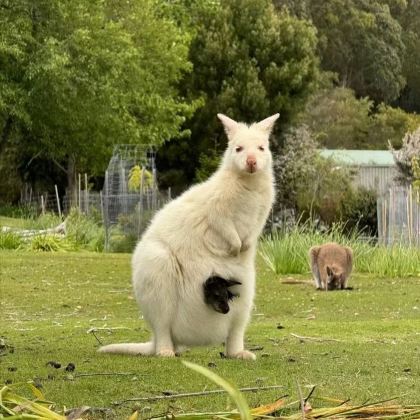 澳大利亚墨尔本+阿德莱德+悉尼+悉尼歌剧院+企鹅归巢+索芙特羊驼牧场+悉尼大学+悉尼皇家植物园+蓝山绝景世界+大洋路11日10晚私家团 澳大利亚墨尔本+阿德莱德+悉尼+悉尼歌剧院+企鹅归巢+索芙特羊驼牧场+悉尼大学+悉尼皇家植物园+蓝山绝景世界+大洋路11日10晚私家团