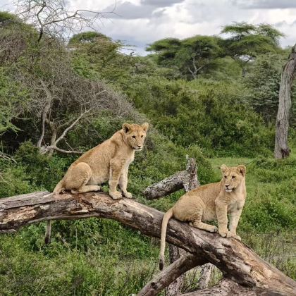 肯尼亚马赛马拉国家保护区+肯尼亚山+甜水野生动物保护区+安博塞利+奈瓦沙湖+纳库鲁12日11晚私家团 肯尼亚马赛马拉国家保护区+肯尼亚山+甜水野生动物保护区+安博塞利+奈瓦沙湖+纳库鲁12日11晚私家团