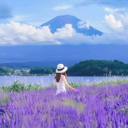 日本东京+富士山+大阪+京都6日5晚跟团游 日本东京+富士山+大阪+京都6日5晚跟团游