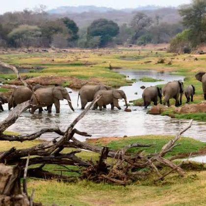 坦桑尼亚塞卢斯禁猎区+米库米国家公园+鲁阿哈国家公园9日7晚私家团