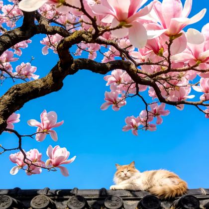 北京+天津+承德+北戴河10日9晚跟团游 北京+天津+承德+北戴河10日9晚跟团游