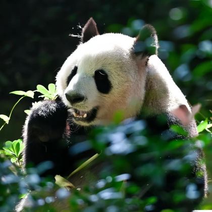 成都+乐山+都江堰景区+三星堆博物馆+青城山+成都大熊猫繁育研究基地6日5晚私家团 成都+乐山+都江堰景区+三星堆博物馆+青城山+成都大熊猫繁育研究基地6日5晚私家团