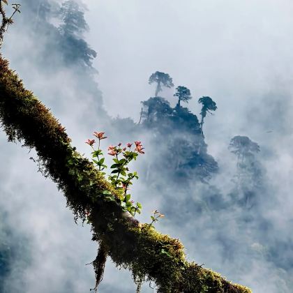 林芝+波密+墨脱6日5晚私家团 林芝+波密+墨脱6日5晚私家团