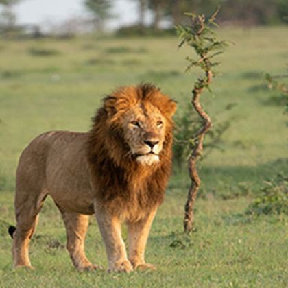 肯尼亚马赛马拉国家公园5日4晚跟团游