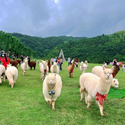 毕节+织金洞+织金古城+羊驼小镇+阿西里西大草原+乌江源百里画廊化屋风景区7日6晚拼小团 毕节+织金洞+织金古城+羊驼小镇+阿西里西大草原+乌江源百里画廊化屋风景区7日6晚拼小团