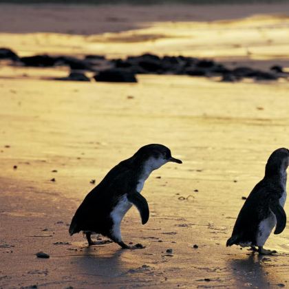 澳大利亚悉尼+大堡礁+库兰达雨林小镇+菲利普岛11日9晚私家团 澳大利亚悉尼+大堡礁+库兰达雨林小镇+菲利普岛11日9晚私家团