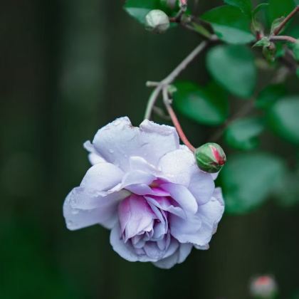 黄山风景区+宏村景区2日1晚自由行 黄山风景区+宏村景区2日1晚自由行