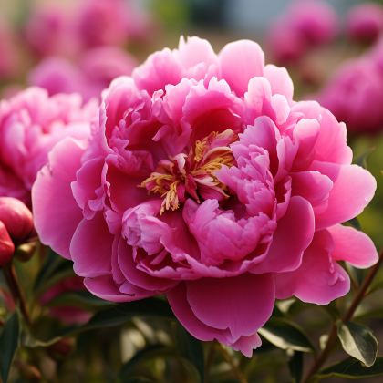 河南郑州+洛阳老君山景区5日4晚跟团游 河南郑州+洛阳老君山景区5日4晚跟团游