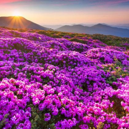 贵州贵阳+黄果树景区+梵净山+镇远+西江千户苗寨+荔波7日6晚私家团 贵州贵阳+黄果树景区+梵净山+镇远+西江千户苗寨+荔波7日6晚私家团