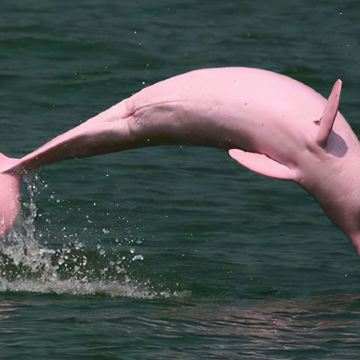 巴西圣保罗+亚马逊雨林+伊瓜苏国家公园+里约热内卢10日9晚拼小团 巴西圣保罗+亚马逊雨林+伊瓜苏国家公园+里约热内卢10日9晚拼小团