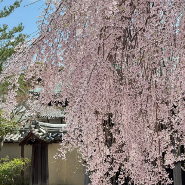 日本东京5日4晚跟团游 日本东京5日4晚跟团游