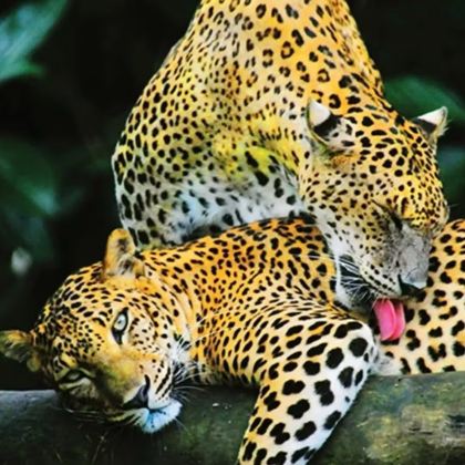 斯里兰卡8日7晚私家团 斯里兰卡8日7晚私家团