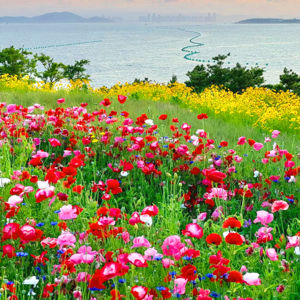 青岛+威海+烟台+蓬莱5日4晚拼小团 青岛+威海+烟台+蓬莱5日4晚拼小团