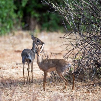 肯尼亚12日10晚私家团 肯尼亚12日10晚私家团