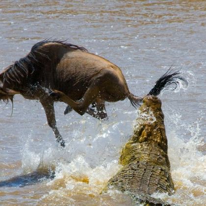 坦桑尼亚8日自由行 坦桑尼亚8日自由行