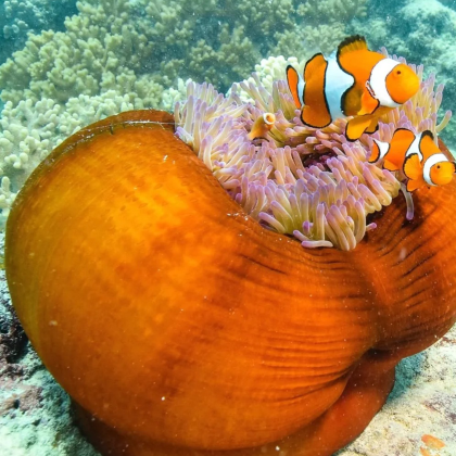 澳大利亚大堡礁6日5晚拼小团 澳大利亚大堡礁6日5晚拼小团