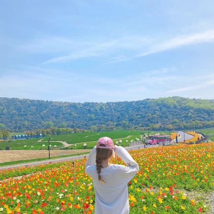 上海+无锡太湖鼋头渚风景区+灵山大佛+灵山胜境+拈花湾+惠山古镇3日2晚自由行