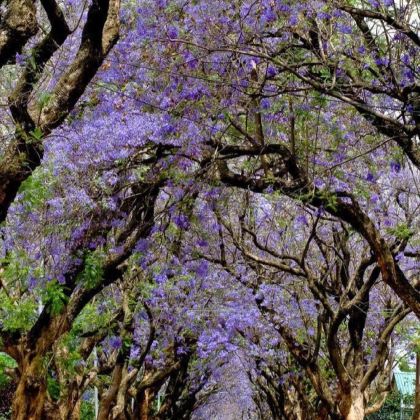 南非10日7晚私家团 南非10日7晚私家团