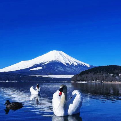 日本大阪+东京+日本环球影城+富士山7日6晚私家团 日本大阪+东京+日本环球影城+富士山7日6晚私家团