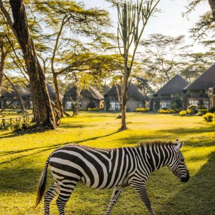 肯尼亚内罗毕+奈瓦沙+纳库鲁+马赛马拉国家公园+安博塞利7日6晚拼小团 肯尼亚内罗毕+奈瓦沙+纳库鲁+马赛马拉国家公园+安博塞利7日6晚拼小团