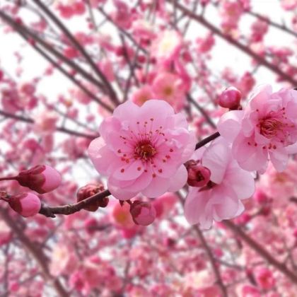 中国湖南常德桃花源2日1晚自由行 中国湖南常德桃花源2日1晚自由行