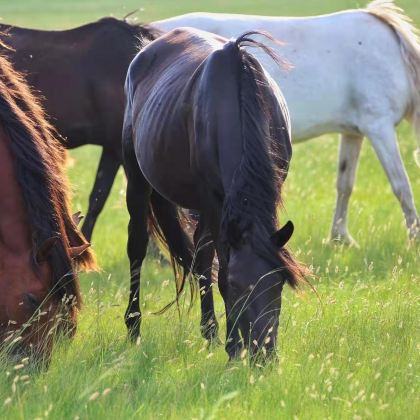 内蒙古呼伦贝尔4日3晚跟团游 内蒙古呼伦贝尔4日3晚跟团游