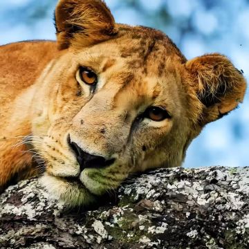 肯尼亚+坦桑尼亚14日12晚私家团 肯尼亚+坦桑尼亚14日12晚私家团