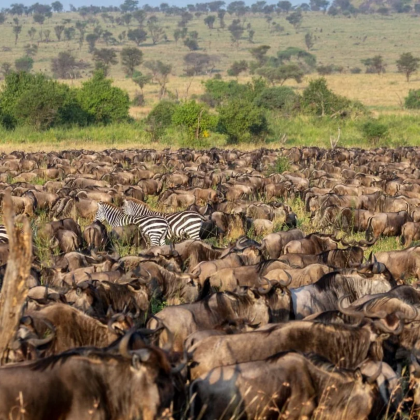 坦桑尼亚+塔兰吉雷国家公园+恩戈罗恩戈罗火山口+塞伦盖蒂国家公园8日6晚拼小团 坦桑尼亚+塔兰吉雷国家公园+恩戈罗恩戈罗火山口+塞伦盖蒂国家公园8日6晚拼小团