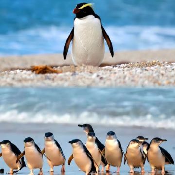 澳大利亚9日8晚私家团 澳大利亚9日8晚私家团